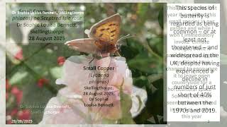 Small copper (butterfly) notes - Dr Sophie Louisa Bennett, Skellingthorpe