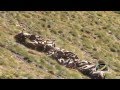 GRIFFON VULTURE Gyps fulvus IN THE SPANISH PYRENEES