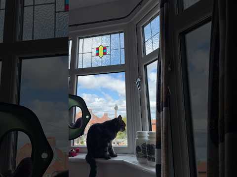 Just A Cat Enjoying Her Best Life Sat Surveying Her Domain From Above Cat Cats Clouds Bestlife