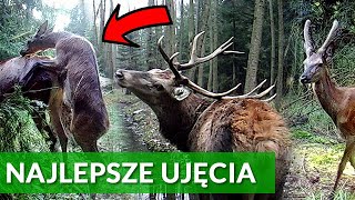 FOTOPUŁAPKA W LESIE - JELENIE, POROŻE, ZRZUTY itd. - PODSUMOWANIE ROKU