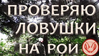 Проверяю ловушки на рои. Начинаю счёт безрамочным ловушкам - сколько повесил и сколько поймал роёв