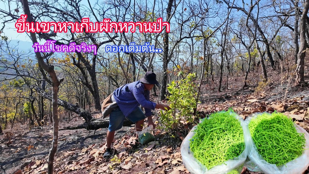 ขึ้นเขาเก็บผักหวานป่า ป๊าดดๆโชคดีจริงๆเจอดอกอ่อนๆเต็มต้นกำลังงามๆ