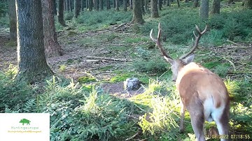 Red deer stag   Seissiger Special Cam LTE – Supersim Edition