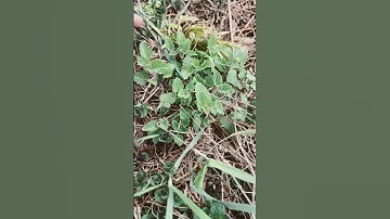 Catnip growing in outdoor garden