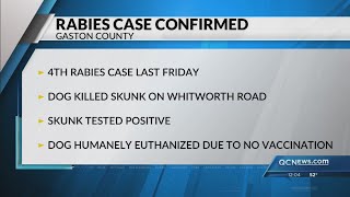 Dog Euthanized After Encounter With Rabies-Inflected Skunk In Gaston County