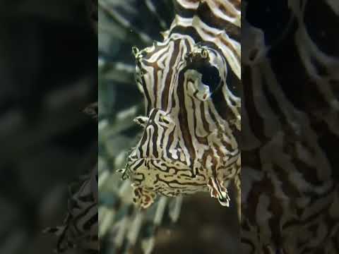 Video: Løvefisk. Zebra fisk. Foto, beskrivelse