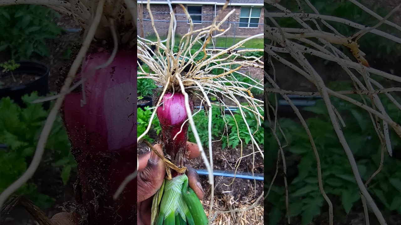 Why your onions are bolting. 