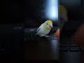 a terrifying moment #birdsofinstagram #bird #parrot #parrotlet #parrotvideo #birb #cutebirds