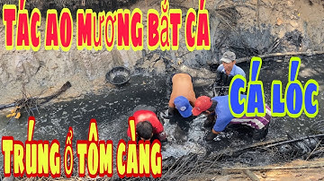 TÁC AO NƯỚC CẠN BẮT CÁ, TRÚNG ĐẬM Ổ TÔM CÀNG XANH VÀ CÁ LÓC ĐỒNG|| NDK Vlogs