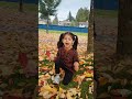 #explore #viralreels #views #shortvideos #shorts #autumn #autumncolors #newmusic