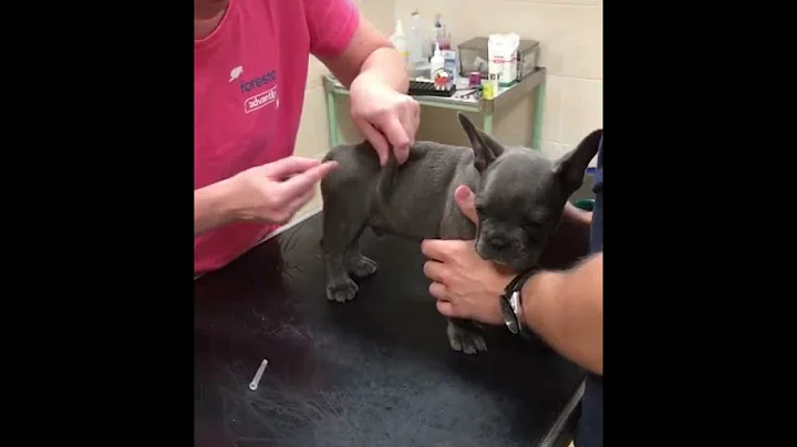 Watch the video about Cute Puppy Get Vacinated |#shorts| #Pets_Town