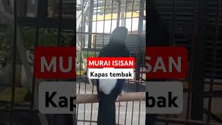 murai isian kapas tembak #muraibatu #muraibatugacor #muraiisianmewah