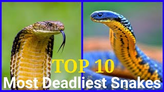 Top 10 World's Deadliest Snakes | # Venomous #snakes #world | #Discovery | #ScienceTechz | Part-1