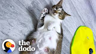 Fives Rules To Fostering A Very Pregnant Cat The Dodo