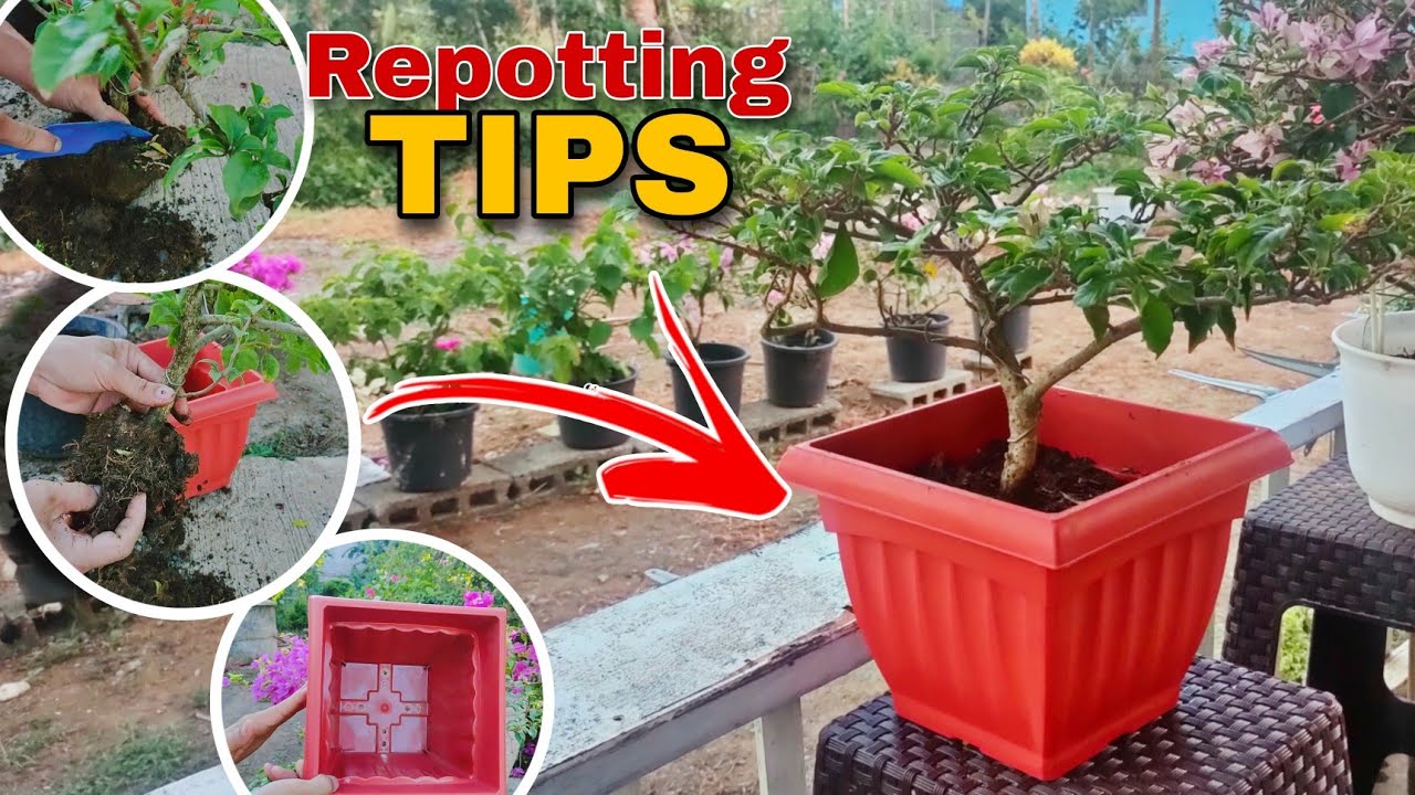 Repotting my bougainvillea (Formosa Greenleaf) | Mga tips na madaling ...