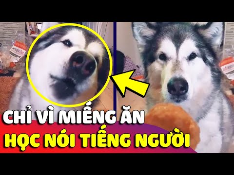 Video Chú chó 'VÌ MIẾNG ĂN' mà mất hết liêm sĩ, bỏ tiếng Chó... - youtube