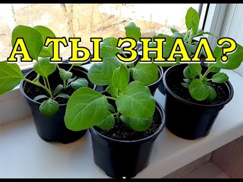Видео: Выращивание комнатных баклажанов – можно ли держать баклажан в качестве комнатного растения