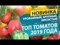 Топ томатов-2019: НОВИНКА, УРОЖАЙНЫЙ, КРУПНЫЙ И МЯСИСТЫЙ