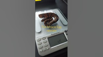 Weight check ✅️ The Miracle is slowly gaining #morphs #ballpython #snake #reptile #ballpythonsnake