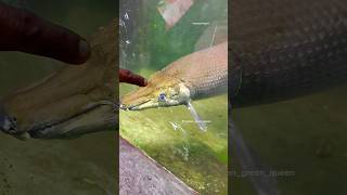 Fun Time With My Alligator Gar