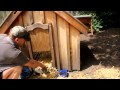 Dave demonstrates how to clean out his chicken coop easily Dave demonstrates how to clean out his chicken coop easily