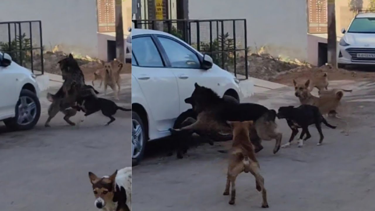 German Shepherd Attack Aggresive Gsd Dog  Dog Fight  Laddu Neh Attack Krdia