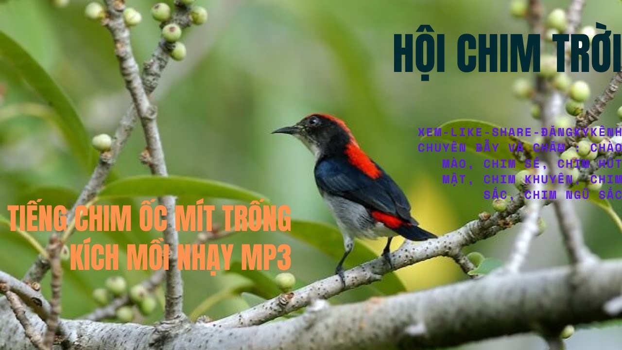 Tiếng chim Ốc Mít trống mồi siêu nhạy - Trùm Tiếng Chim