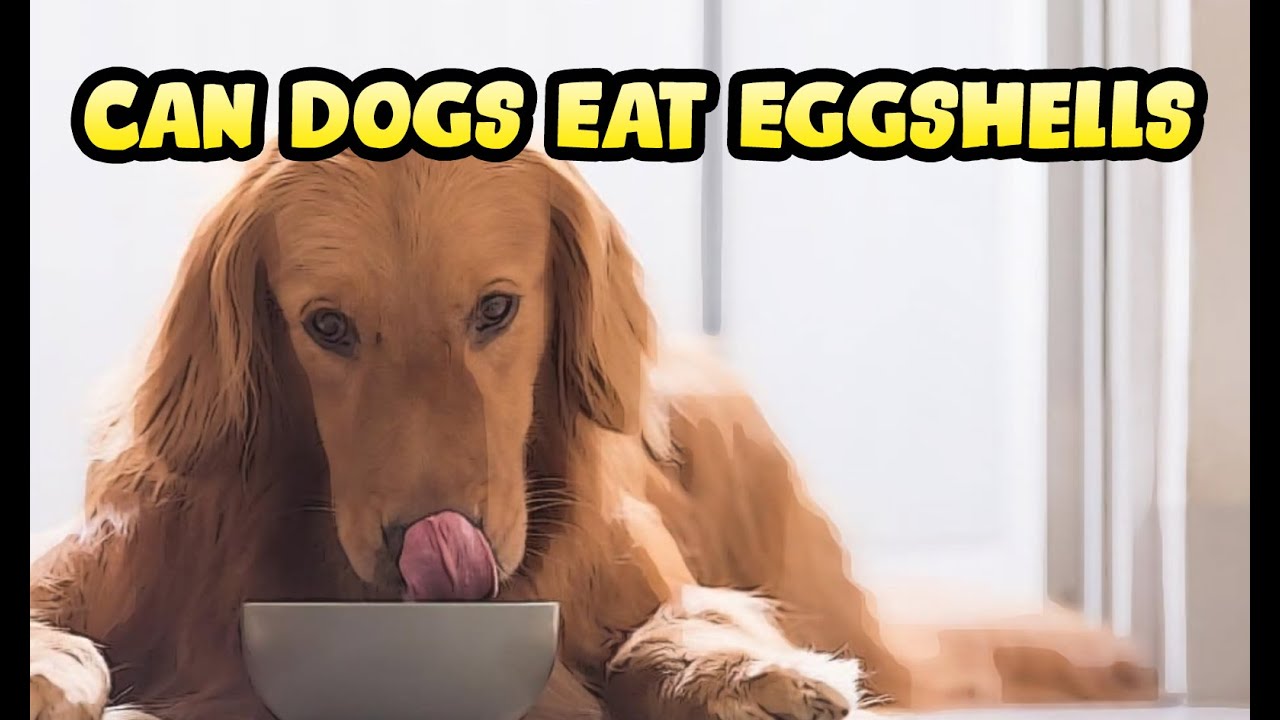 How Much Eggshells Should A Dog Have