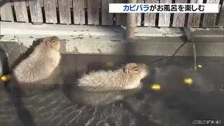 動物園の露天風呂に浸かり「いい湯だな」　カピバラの入浴姿が人気 (21/12/04 12:12)