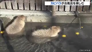 動物園の露天風呂に浸かりいい湯だな　カピバラの入浴姿が人気 (21/12/04 12:12)