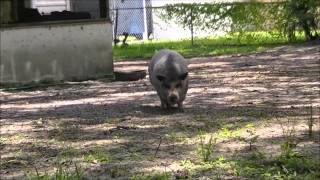 Pepper the Pig has the Cutest Waddle EVER!!!