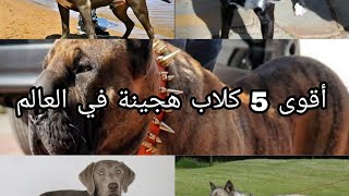 اقوى 5 كلاب هجينة فى العالم (كلاب ستراها لاول مرة)