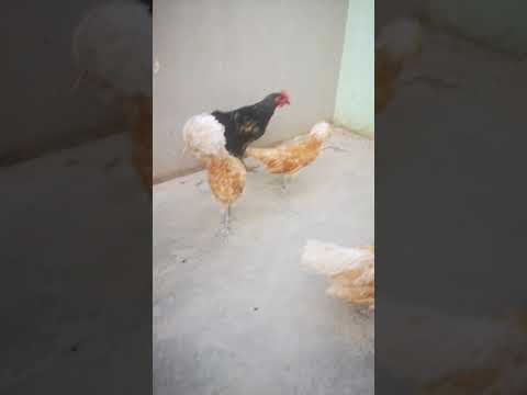 Vidéo YouTube