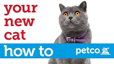 How to Care for Your New Cat (Petco)