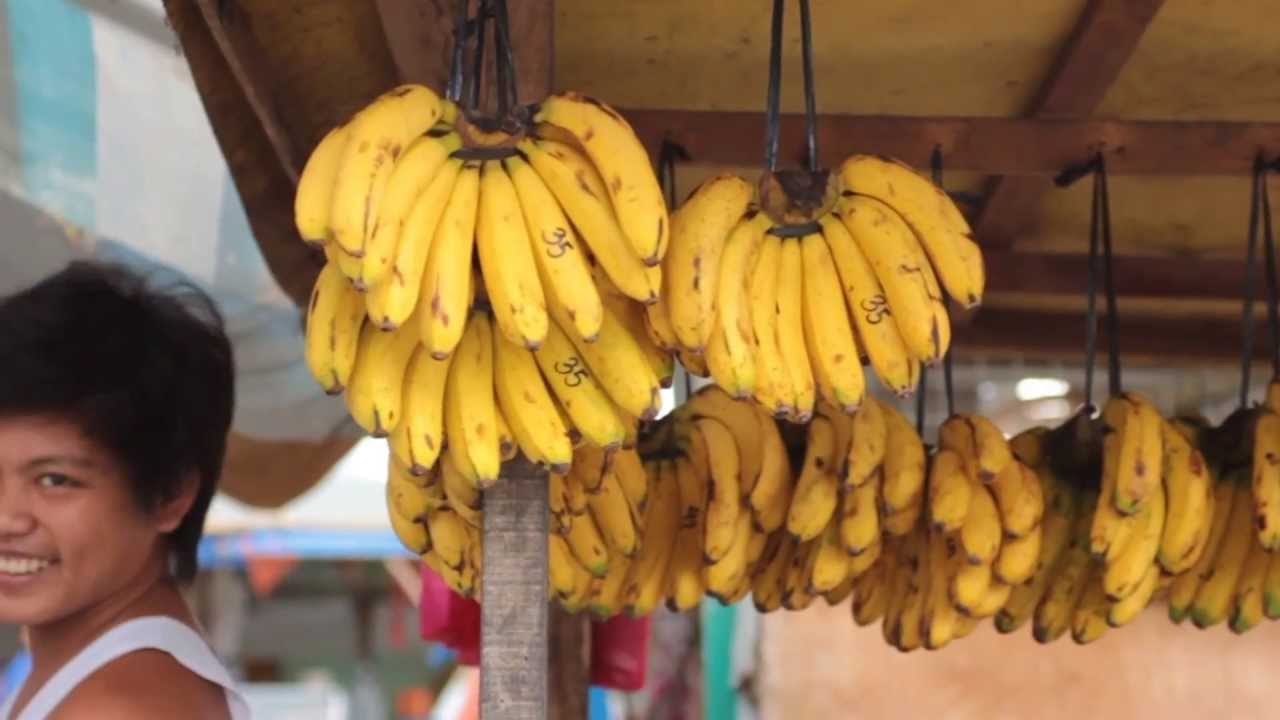 Neue Pilzkrankheit Kann Forschung Die Banane Retten Forschung Transgen De