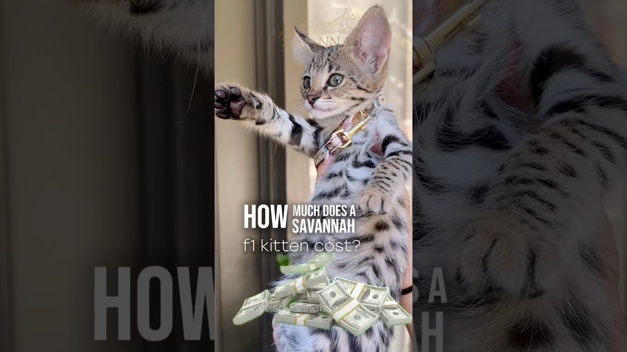 Video 11156491: serval domestic cat, rare cat, cat born