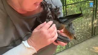 Juvenile flying-foxes go to creche;  Wheelibin and Laddie. by Megabattie 2,608 views 2 weeks ago 8 minutes, 45 seconds