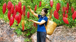 How to harvest Red Bitter Melon & Goes to the market sell - Harvesting and Cooking | Daily Life