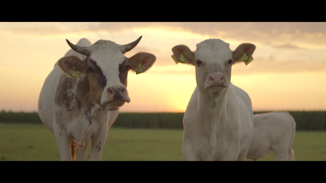 Fleischranch - GERMARINGEN