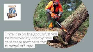 Genesis Tree Service Leesburg Tree Removal - Free Estimates