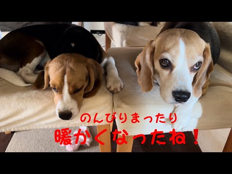 [ビーグル]暖かい季節のビーグルハウス