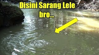 Mancing Pake Umpan Andalan Bapak Strike Lele bro...