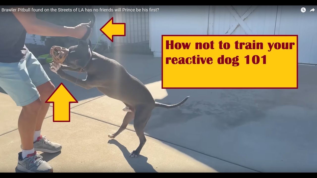 How Not To Work With An Aggressive Dog 101 - YouTube