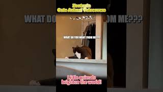 A Showcase Of Pets Hilariousbaffling Behavior    