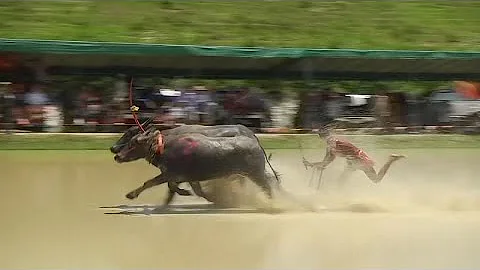 Taylandlı çiftçiler ekim sezonuna manda yarışı ile merhaba dedi