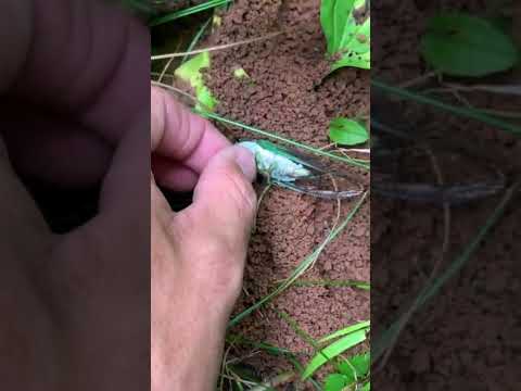 Video: Cicada Wasp Hunters - Yuav Ua Li Cas Tswj Cicada Killer Wasp