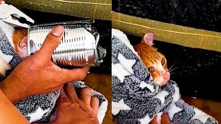 Cat Rescued From Metal Can In Heartbreaking Moment