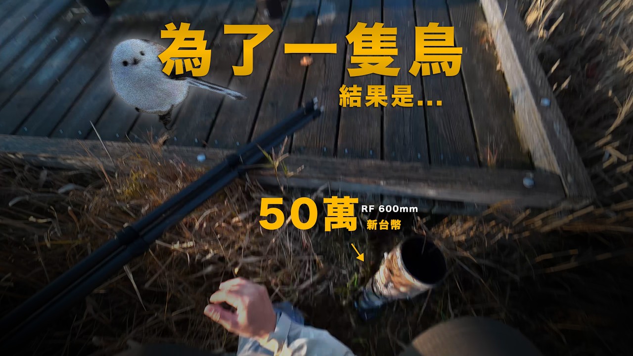為了拍北長尾山雀，我差點賠上50萬｜北海道追鳥紀錄 縮圖