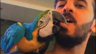 اقوى عضه جتني من ببغاء The hardest bite of a parrot