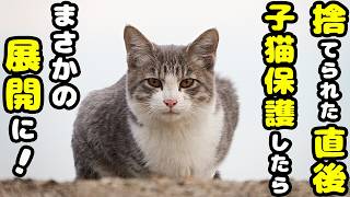 【捨てられた子猫 保護】防波堤に捨てられた子猫 猫たちにいじめられ仲間外れにされ追い回されてご飯を食べれない子猫を保護したらまさかの奇跡の展開になる